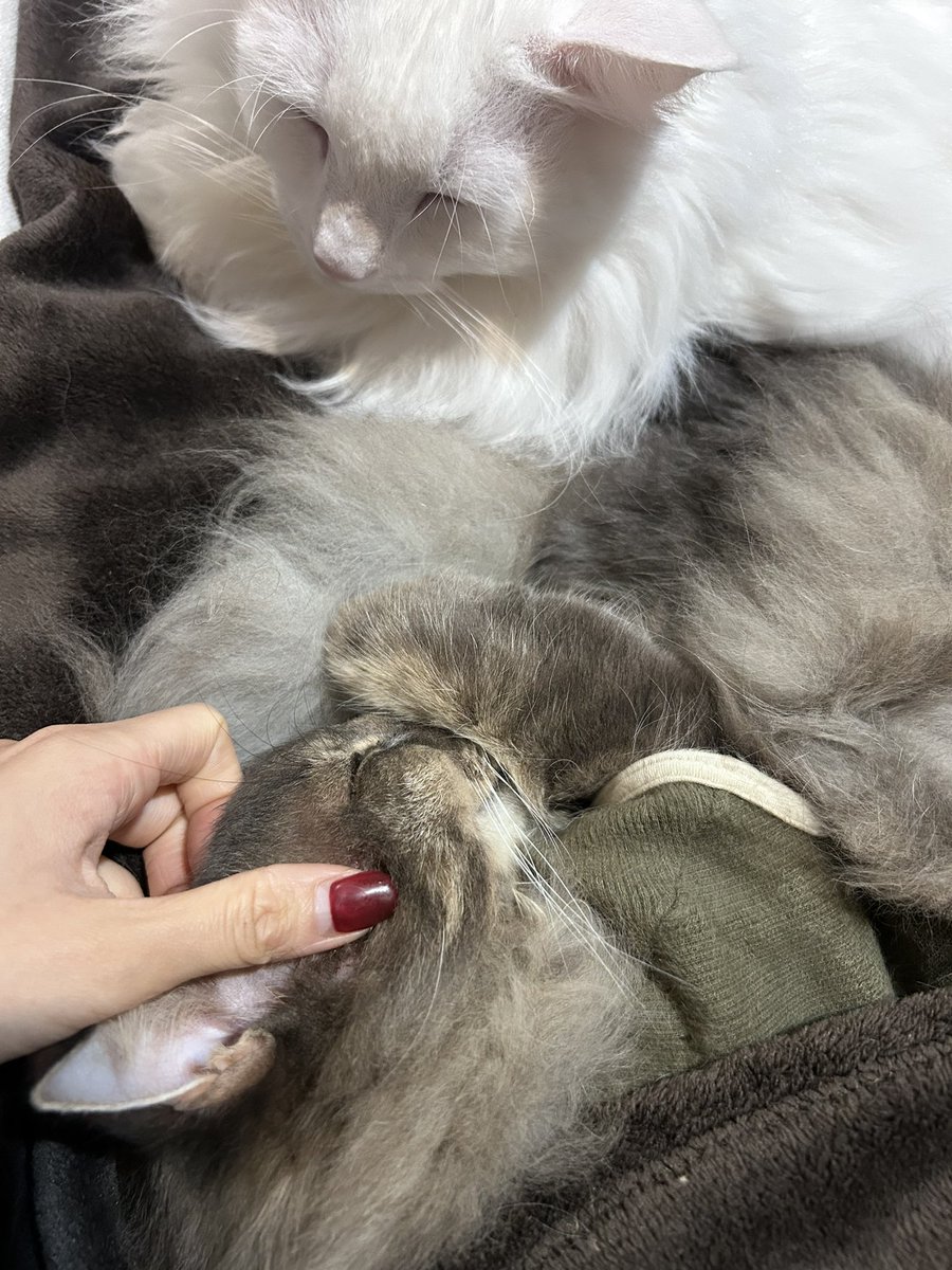 猫といちゃいちゃらしてたおやすみが恋しいよ