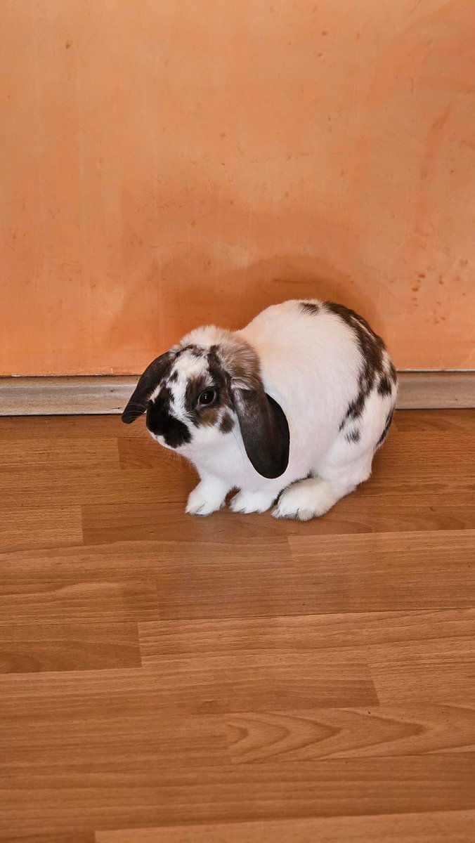 Me pregunto qué es un caracol, mi papá dice que me parezco a uno
🐇🐌
I wonder what a snail is, my dad says I look like one
#rabbit #bunny #conejo  #うさぎ #coelho #cute #alfajor