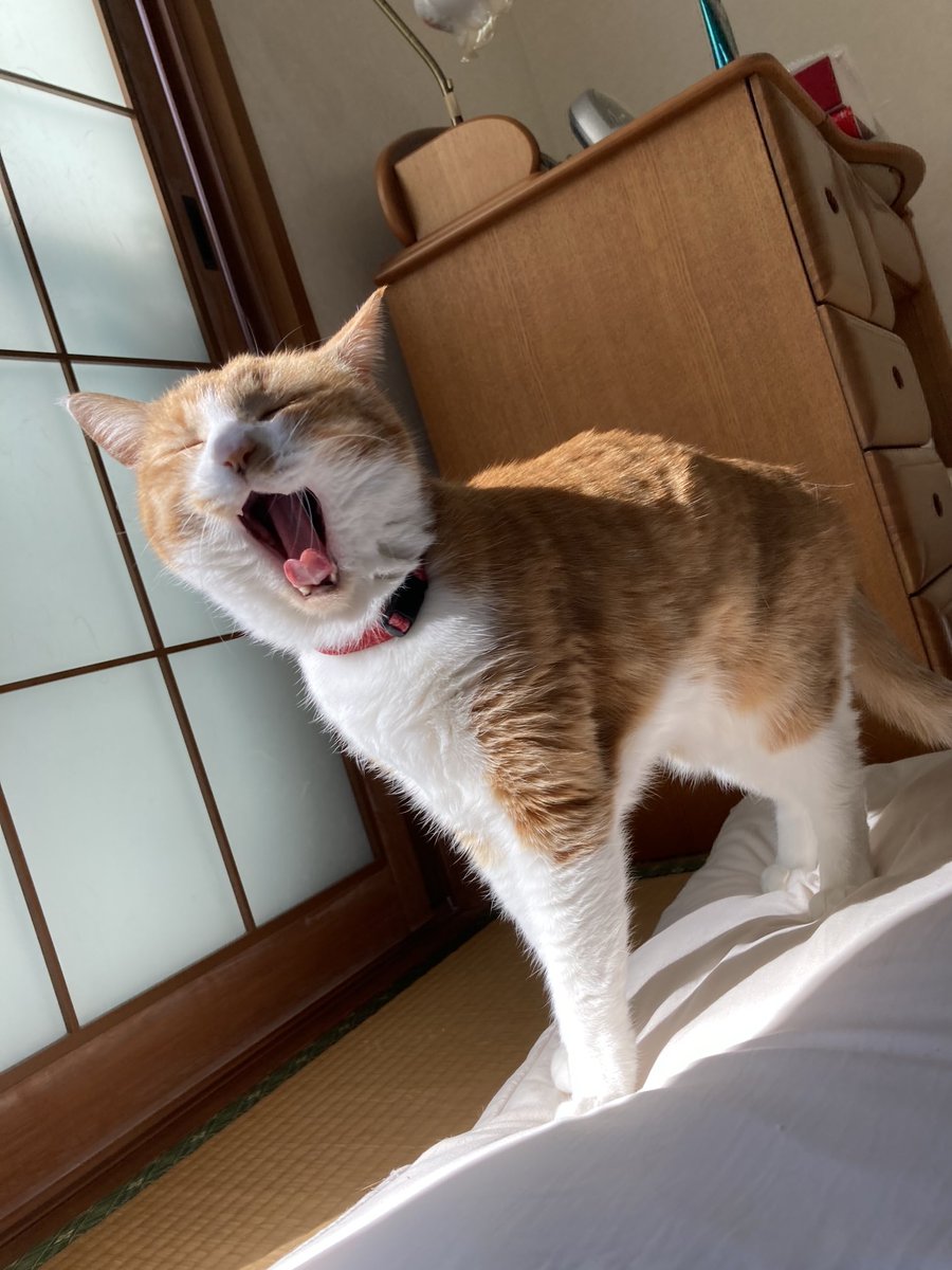 一昨年2024年1月6日の
おかかさん🐱

おはにゃ〜☀️💕