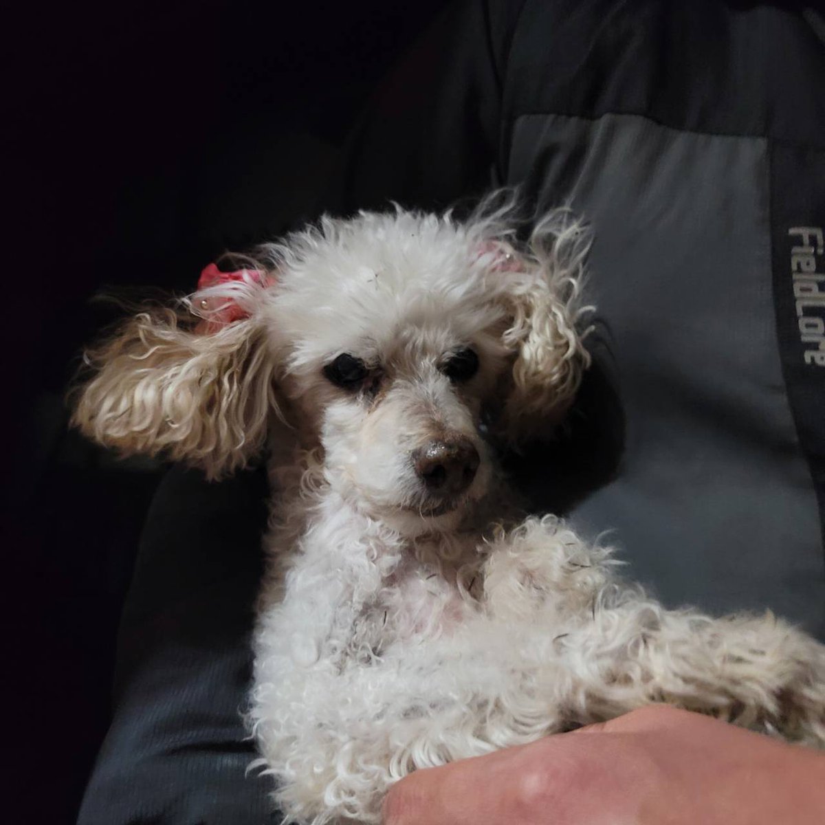 【拡散希望】
1/5.21:30頃
埼玉県北本市石戸宿一丁目セブンイレブン近くの路上でトイプードル？を保護し交番に届けました。

両耳にピンクのリボン、首輪なし

心当たり方は鴻巣警察署までご連絡ください。

飼い主に届け！