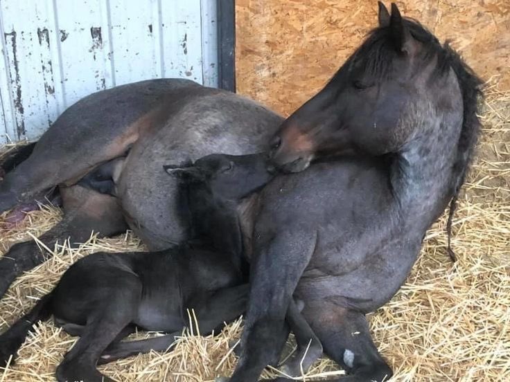 lamb (@mourninglambs) on Twitter photo 