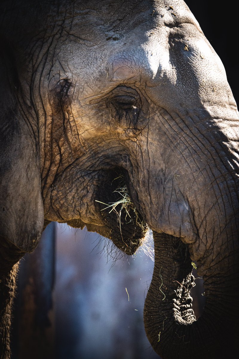 umi_camera86's tweet photo. アフリカゾウさん

camera:Canon EOS90D
lens:SIGMA 150-600 f5~6.3 DG sports
data:ISO1600 401mm f6.3 1/1250s

#東武動物公園
#Canon
#EOS90D
#SIGMA
#東京カメラ部
#tokyocameraclub https://t.co/uEKI3zmMEb
