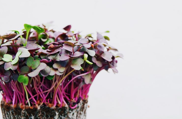 Microgreens Seeds in the Kitchen and Gastronomy -newyorkstreetfood.com/kitchen-tips/m…