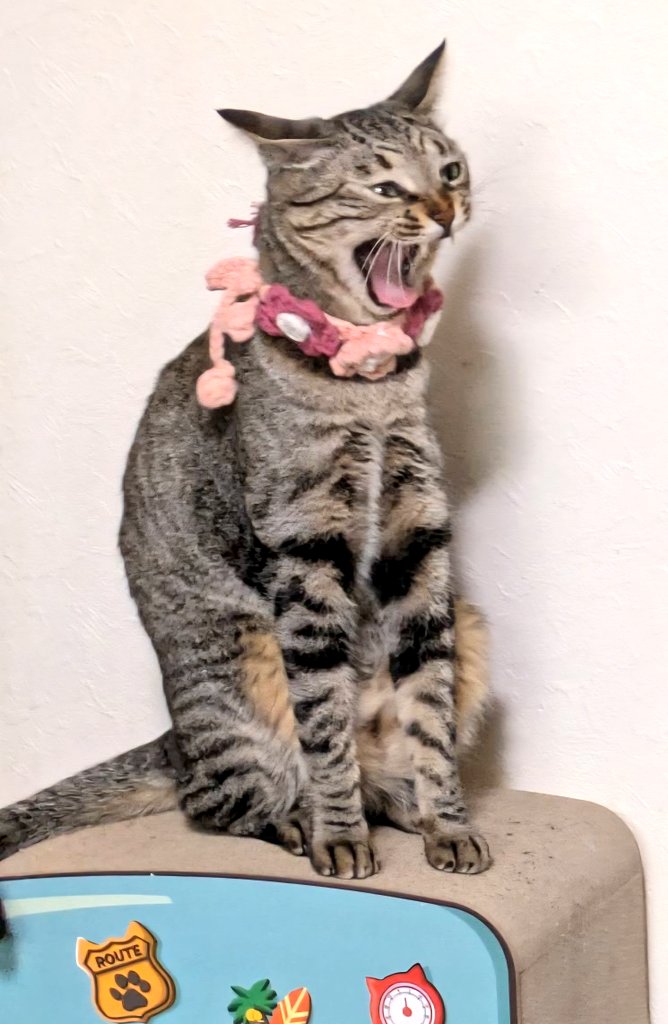 きじねこ きじねこ キジ猫