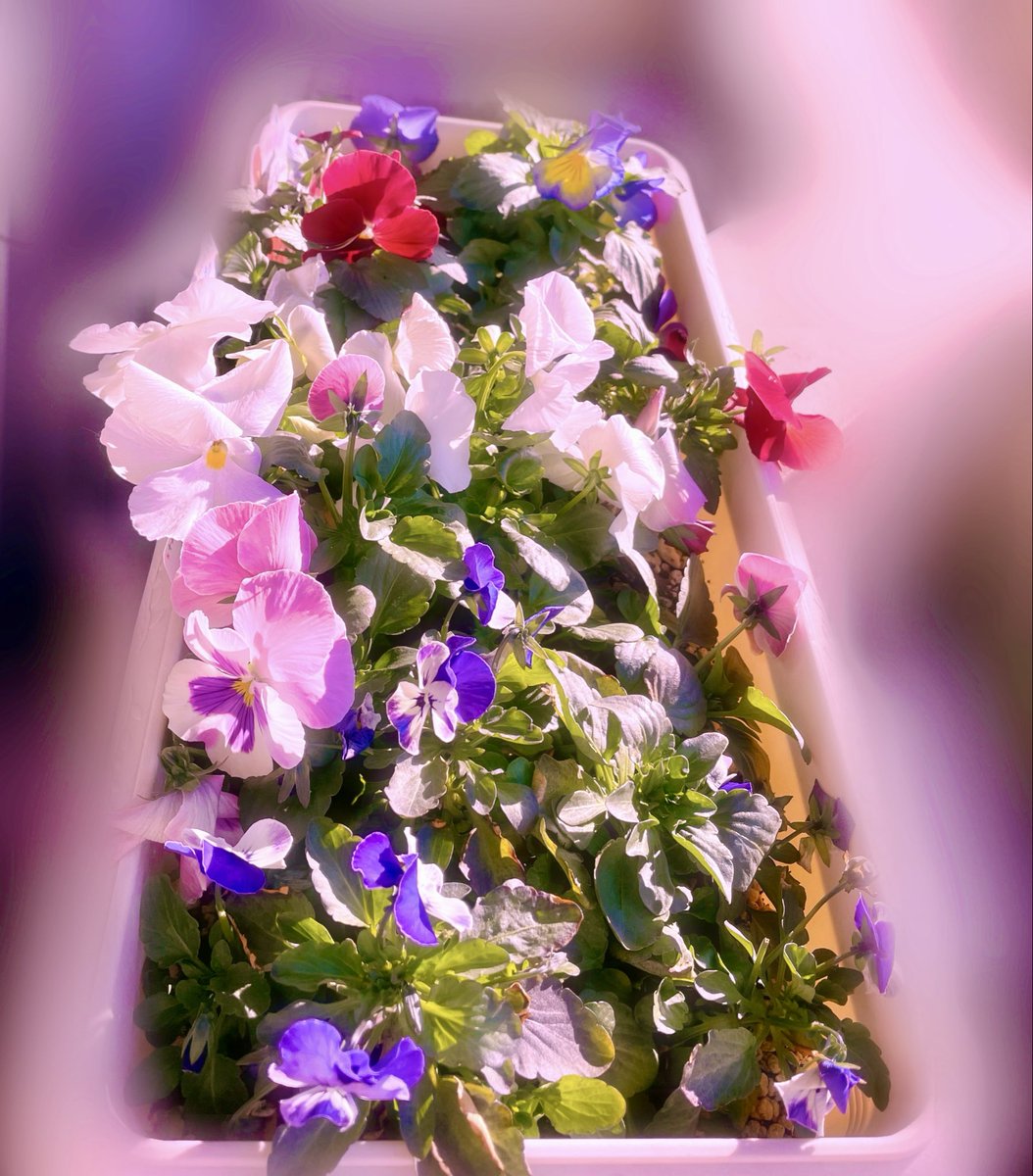 PinkRoseMarie31's tweet photo. もっと咲いた https://t.co/57BMZn0UMn
