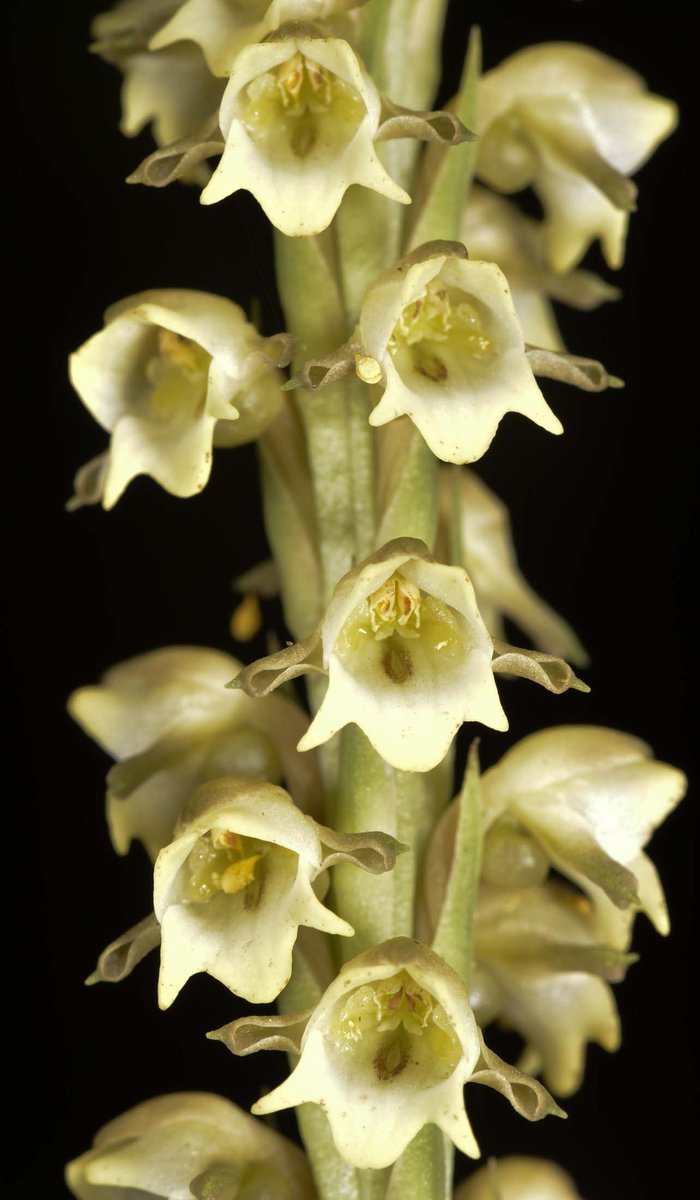 Peristylus goodyeroides (D.Don) Lindl.
<a href="/InsideNatGeo/">National Geographic Society</a> 
#PuspaMrga
#NareshSwamiInTheField
#OrchidsOfEasternHimalayaByNareshSwami
#NatGeoExplorer
For more on the Orchids of the eastern Himalaya, please download the mobile application
play.google.com/store/apps/det…