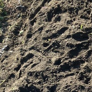 ＼🌱好評発売中！生分解性黒マルチフィルム『ネイチャーマスター®』紹介シリーズ㉞／

店頭にはサツマイモが並び、手に取る機会も増えてきましたね🍠
静岡県では昨年、初めて「ネイチャーマスター®」をご利用いただいた農家さんの収穫が終了しました！