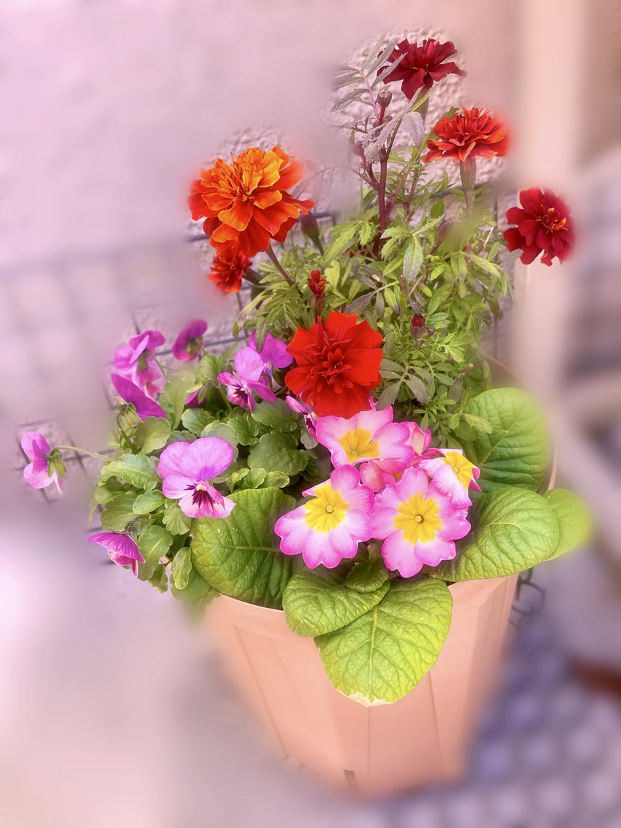 PinkRoseMarie31's tweet photo. ピンクのん可愛い https://t.co/4d8bd1DKuj