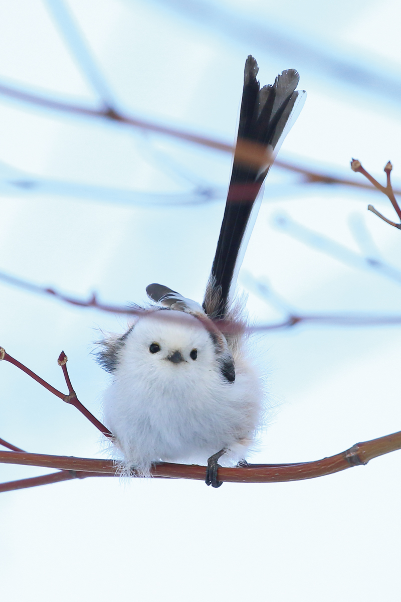 daily_simaenaga's tweet image. 『シマエナガの日』まであと２週間！！！