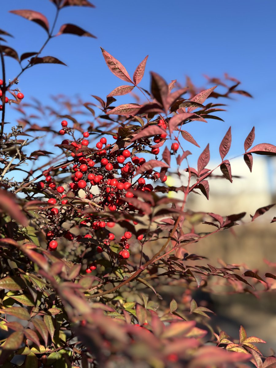 今日は風つよおはようございます