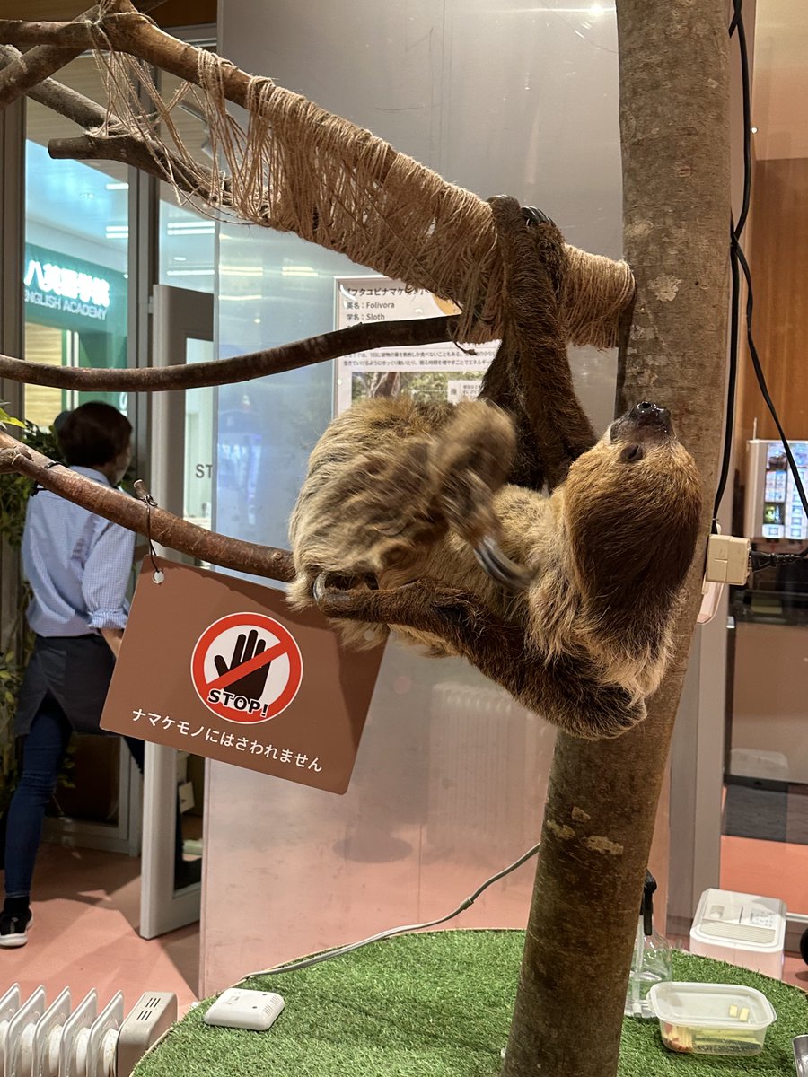 【なまけもの様確認用】 kaomam様確認用 R mam様確認用 なまけもの様確認用】 Amazon | For