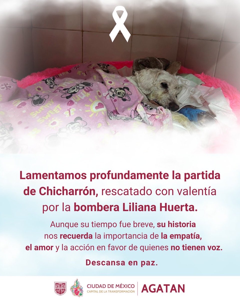 Los <a href="/Bomberos_CDMX/">Bomberos Ciudad de México Oficial</a> rescataron de manera heroica a un perrito en Navidad 🎄🩷 Él estuvo en atención médica profunda y permanente, sin embargo dejó de comer y tomar agua los últimos 3 días
El daño interno y emocional era mucho 
Chicharrón falleció ayer de manera natural
Nuestro 🖤