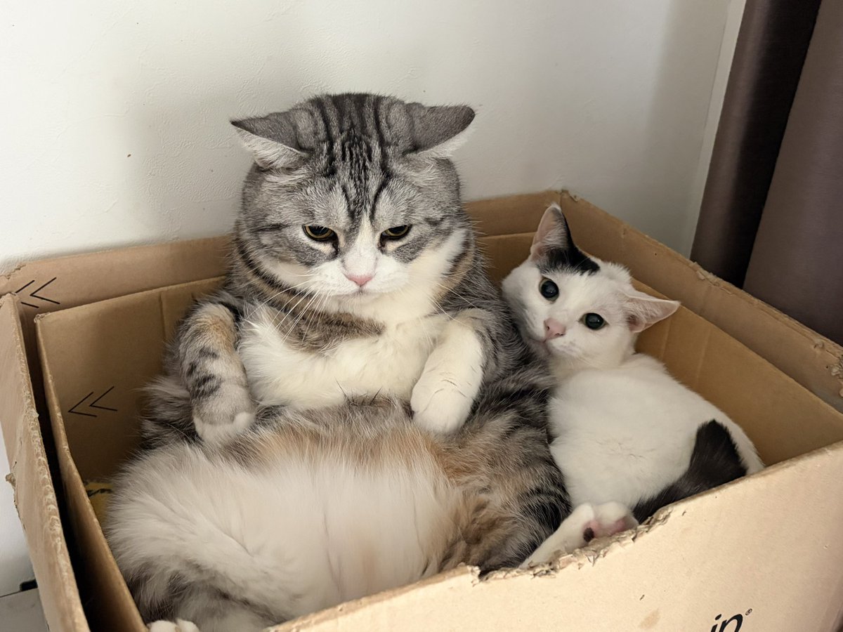 猫屋敷 (@VicViperBP_827z) / Posts / X