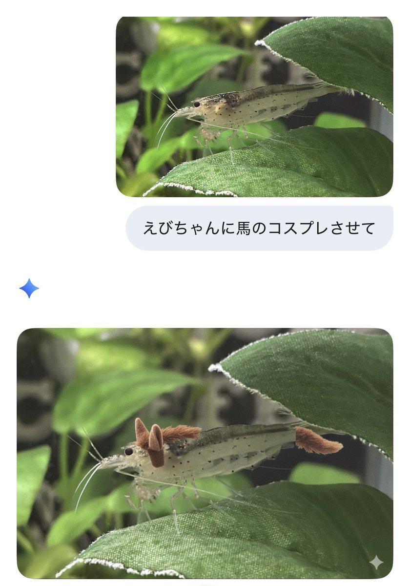aquaristEBICHAN's tweet photo. 成功した

#ヤマトヌマエビ https://t.co/5QVPay7K5k