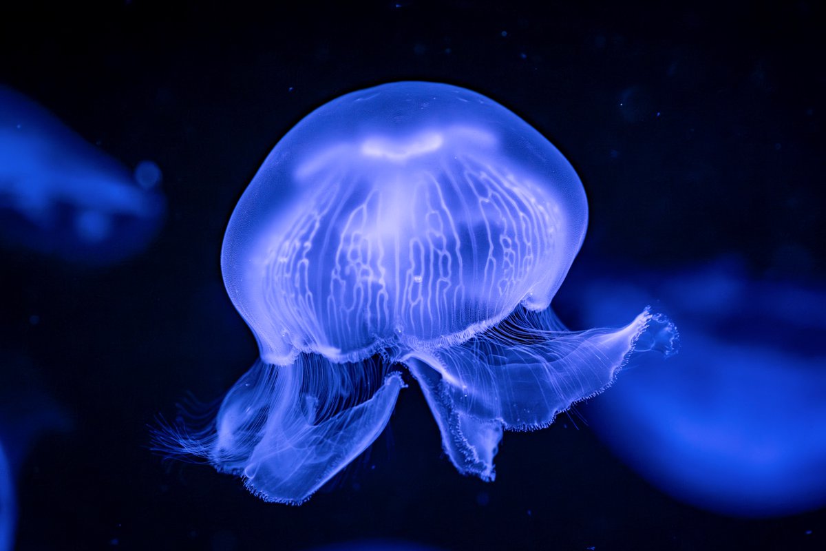 しぇり tweet media