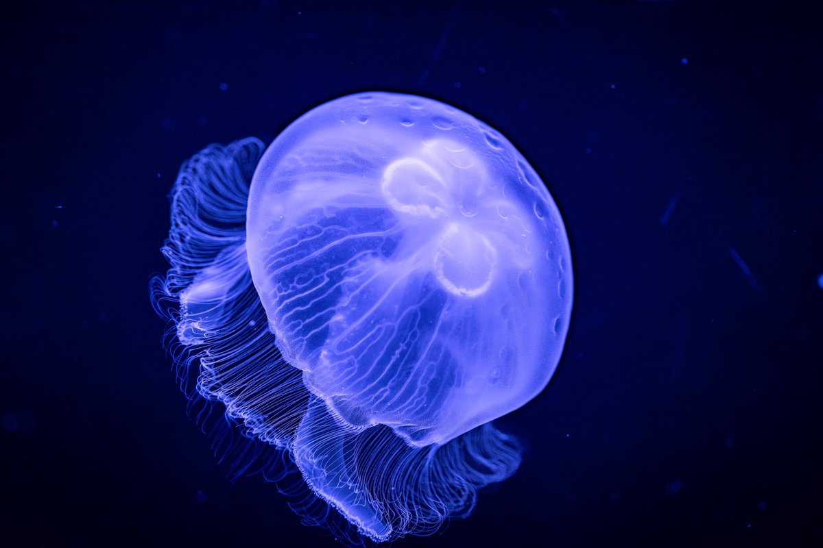 しぇり tweet media