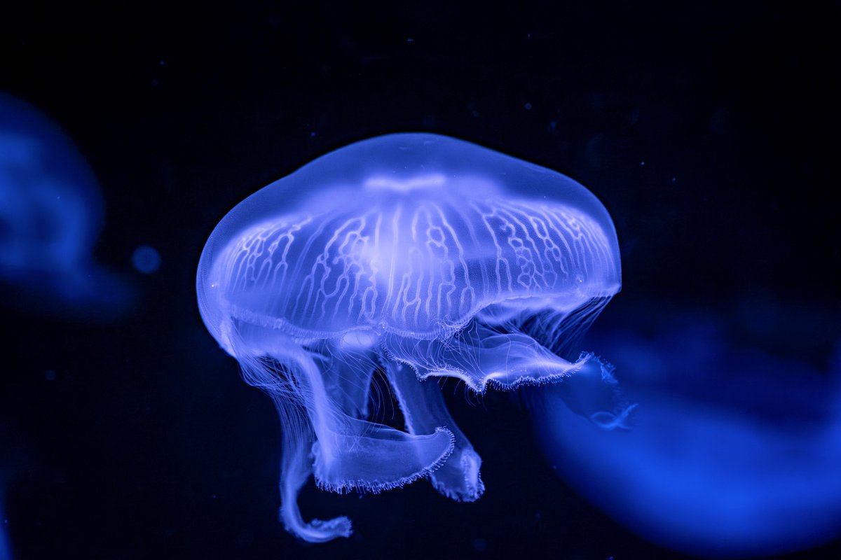 しぇり tweet media