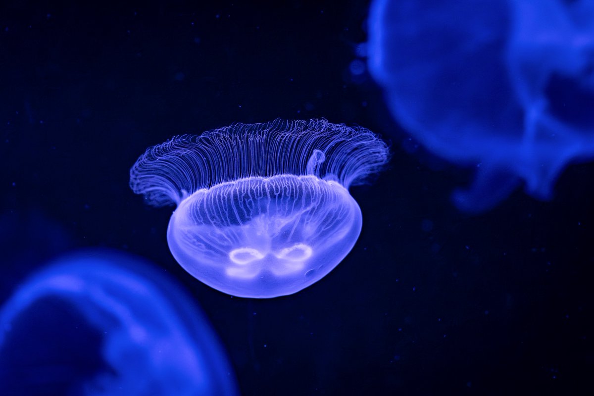 しぇり tweet media