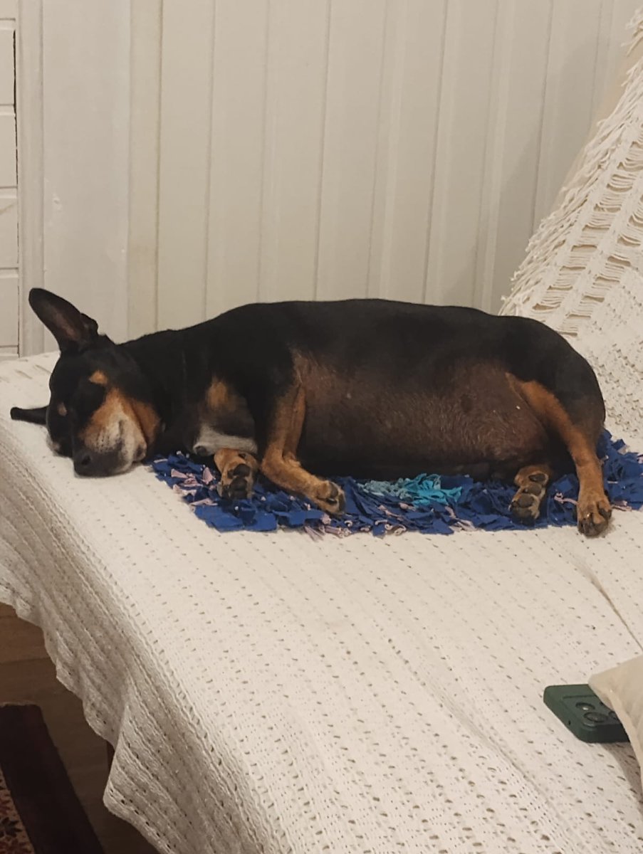 JoseVermohlen's tweet photo. Preocupado com a conjuntura e uma vida legítima de Cachorro. Viva o Joka. https://t.co/I7Hl56bijM