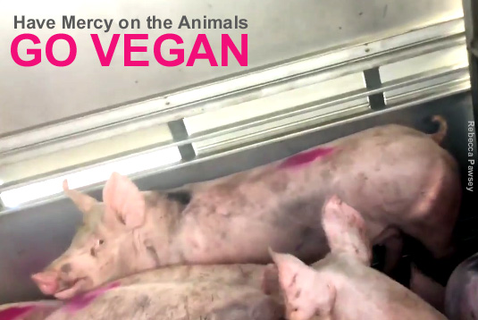 Have mercy on the animals. Go vegan