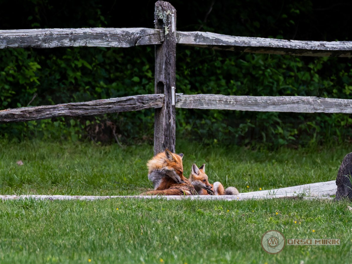 Orso_Miirik's tweet photo. Here is a family fox photo. These guys were the reason I bought my camera. #photography #photo #wildlifephotography #wildlife #fox #foxlife #Maryland #nature #animal #naturephotography #sony #sigma https://t.co/Zfb2kiti7Y