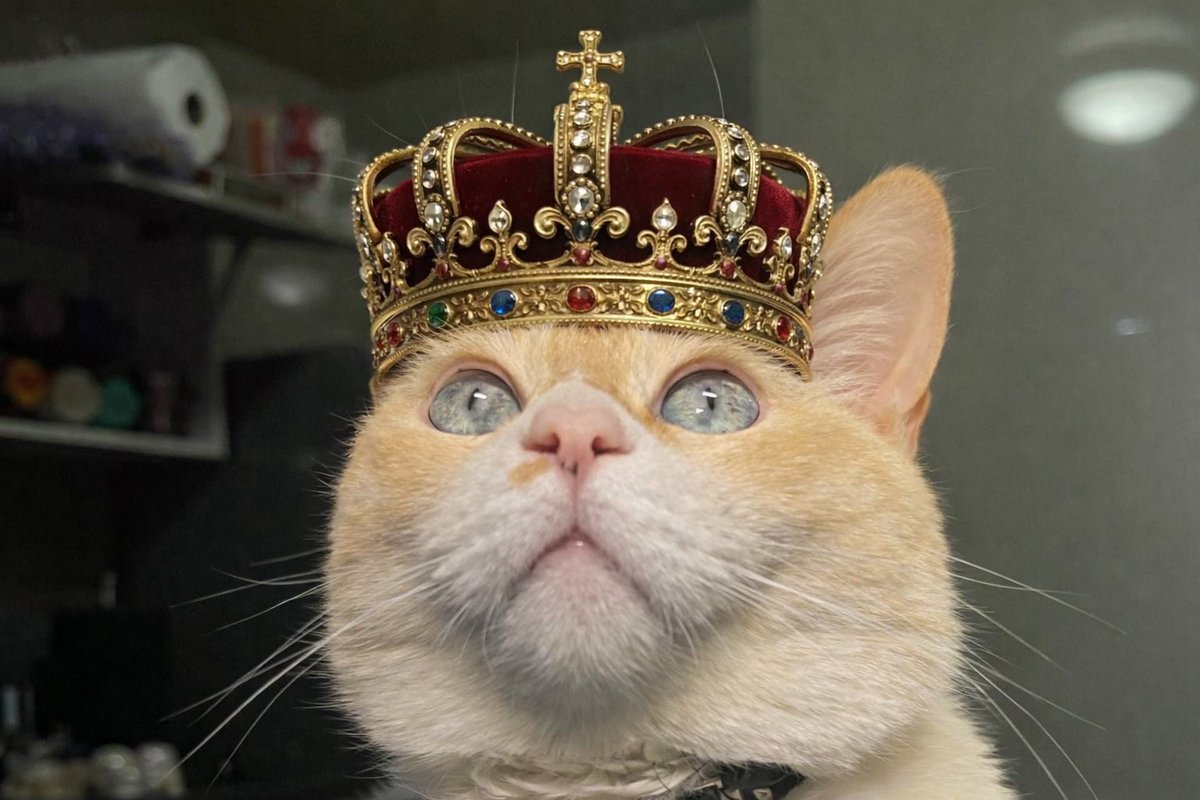 KoshkaMorrison's tweet image. Q está noshe,los Reyes Bagos vengan con los bolsillos yenos de magia,de esa que cura el alma, q degen amor , i salut para seguir compartiendo risas, días tranquilos i momentos que se quedan a vivir en el corazón, q esta noche todo sea luz, esperanza i un poquito de milagro.