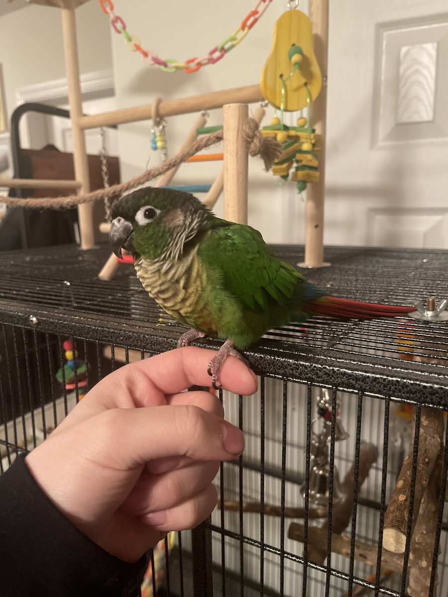 Cody | Vandelex tweet media