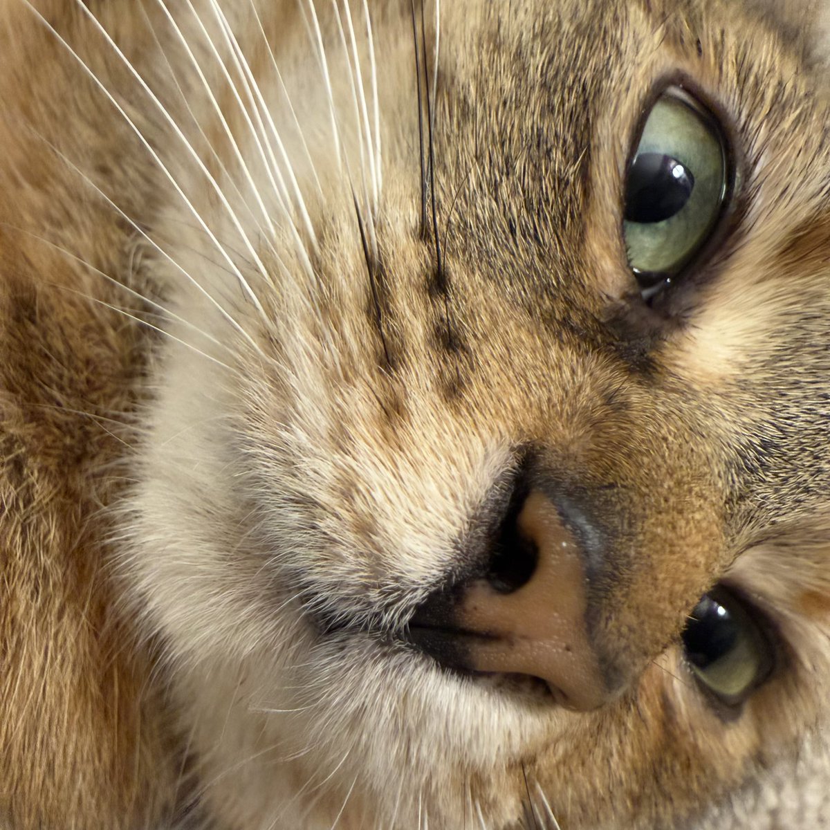 chuuper yuppers tweet media