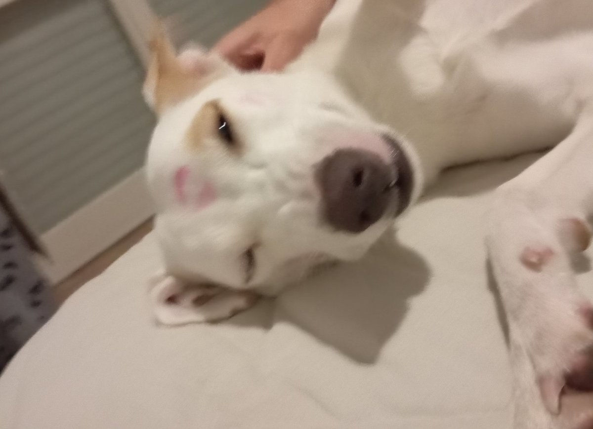 alebriday tweet media