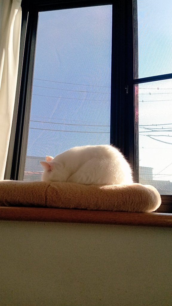 ゆきそら様お取置き ラストSALE❣️キラキラ天の川願い事白猫ちゃんNo.1046 ゆきそら様お取置き ラストSALE❣️キラキラ天の川願い事白猫ちゃんNo.1046