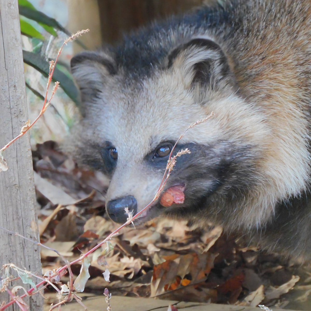 星見狸 (@hoshimitanuki) / Posts / X