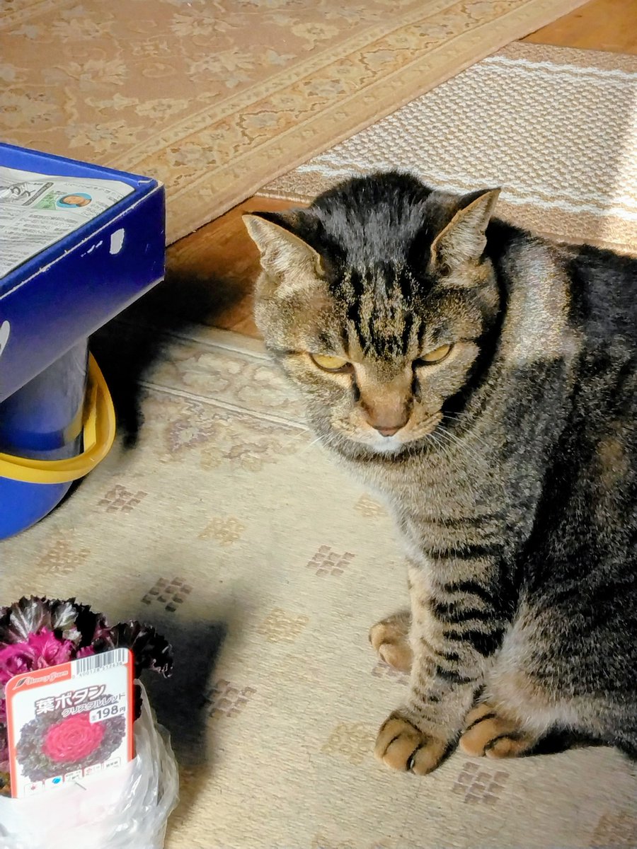 ましゃ❤ (@lU7OvPR5K7C3bpB) / Posts / X