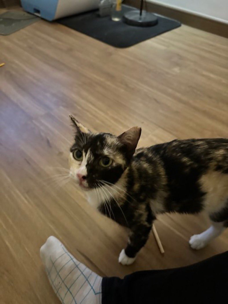 min min 🐱 tweet media