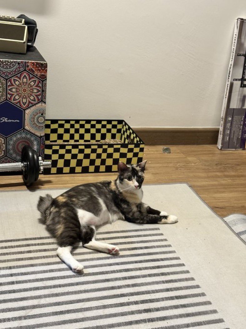 min min 🐱 tweet media