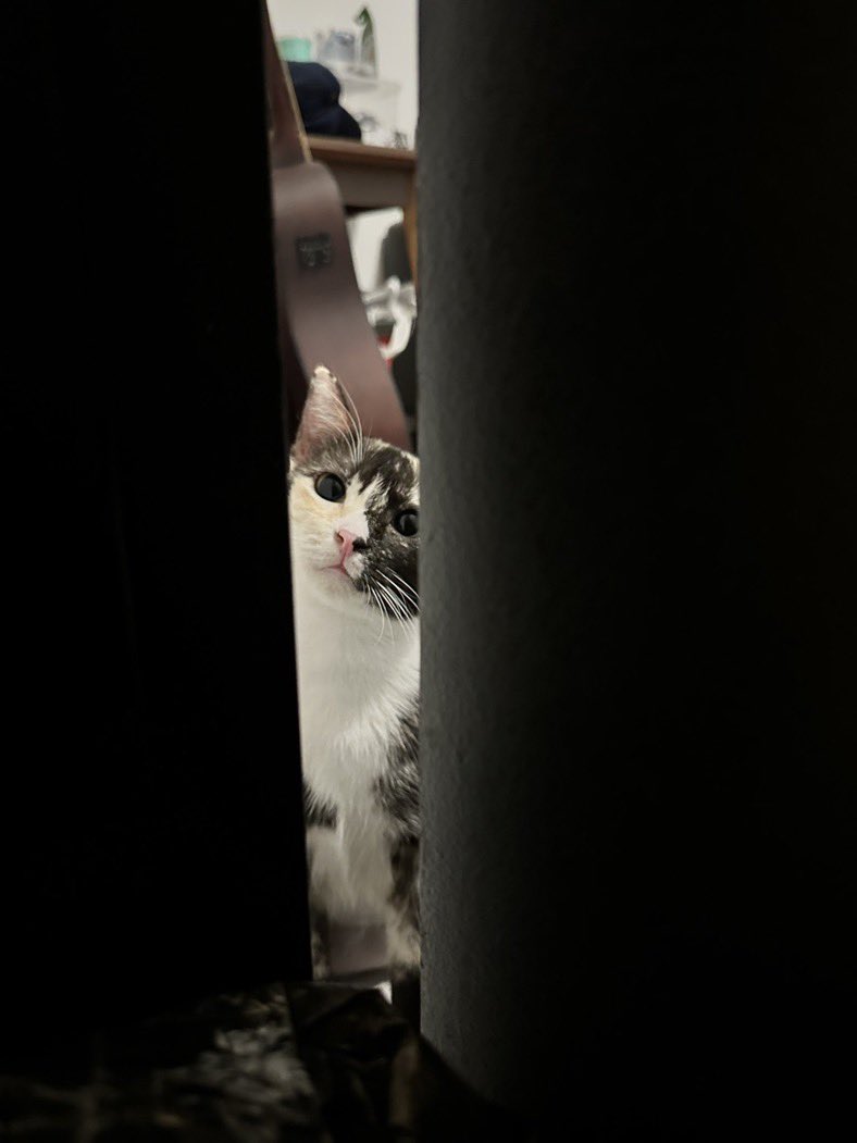 min min 🐱 tweet media