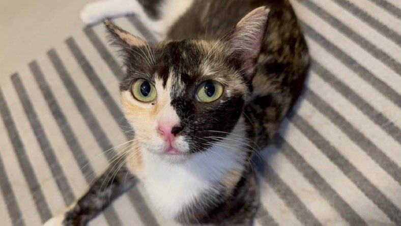 min min 🐱 tweet media