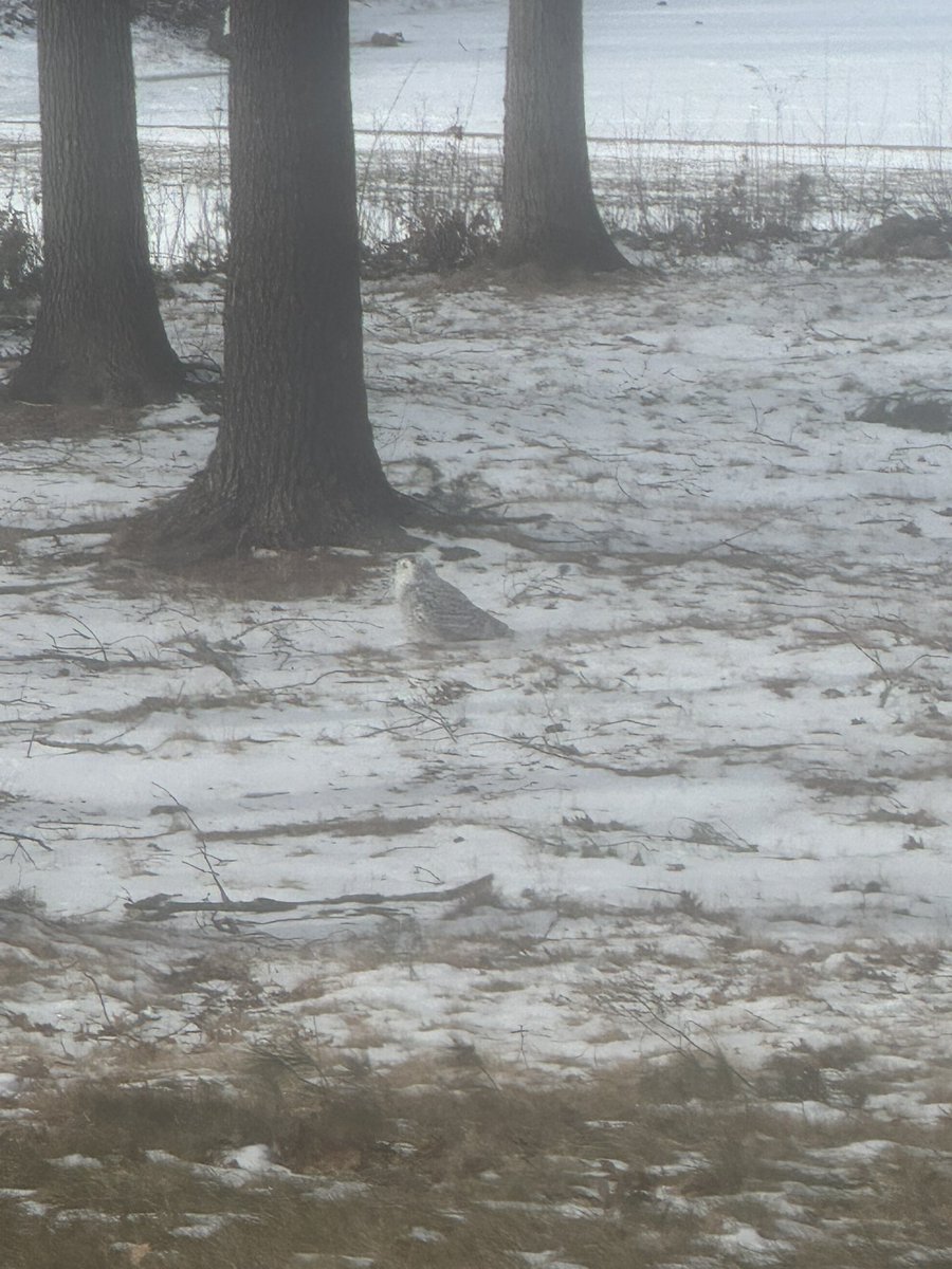 Cool #snowyowl