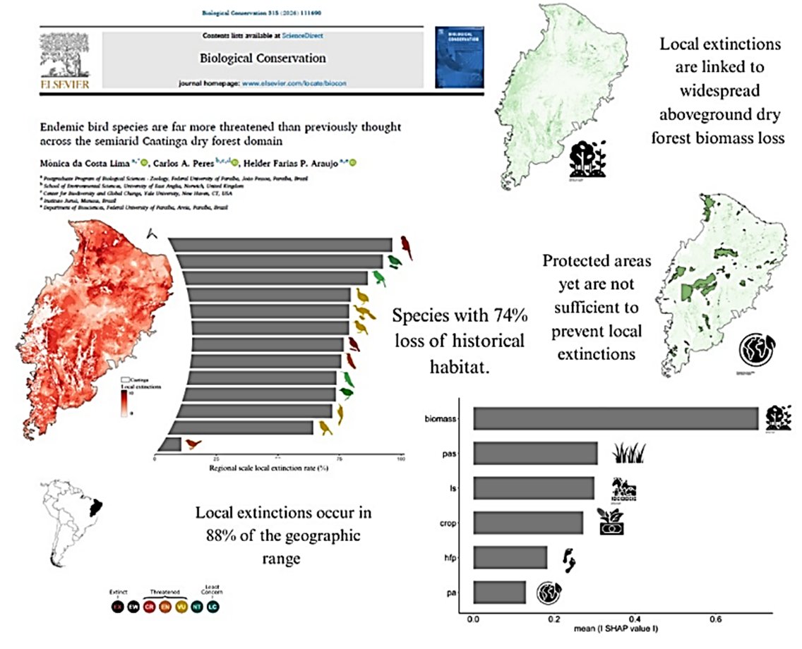 CarlosPeres_'s tweet image. Here we show the scale of #defaunation in Brazil’s #Caatinga dry forest, 88% of which shows local extinctions of #endemic forest #birds that are more threatened than previously recognized. Historical loss &amp;amp; degradation of #forest biomass is the main driver
authors.elsevier.com/c/1mOZD_9CgTFNt