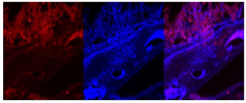 Abdulaziz Elemosho tweet media