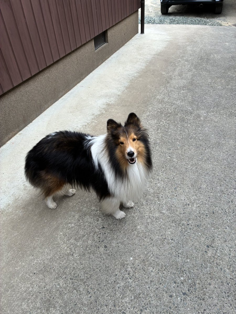 初詣でお祈りする時に、無意識に思ったことは、9月に亡くなった愛犬ルイが天国で元気で楽しく過ごせるようにでした。そんな事を思った自分にビックリなのと、ペットロスは続いているのだと実感した。寂しい。