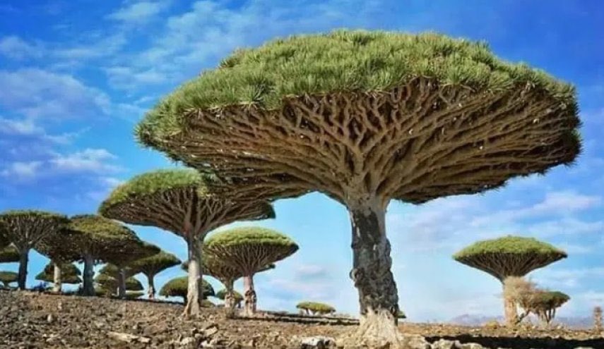 الى محمد بن زايد الثلاث الشجرات من شجر دم الأخوين التي سرقتها من سقطرى وتعبت ونقلتها الى الامارات وحاولت تزرعها في جزيرة النخلة وفشلت العملية وماتت الأشجار لأنها لاتعيش خارج موطنها الأصلي سقطرى، نطالبك الان بتعويض اليمن عن هذه الشجر النادرة أو سنقدم شكوى رسمية ضدك لمجلس الأمن