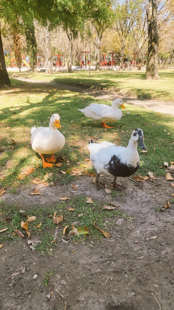 FaydWildfern's tweet photo. Les di ofrenda.🍎
I gave them an offering.🍏
#apples #manzana #ducks #patos #picnic #tributo #tribute https://t.co/dBxRGrOYsA