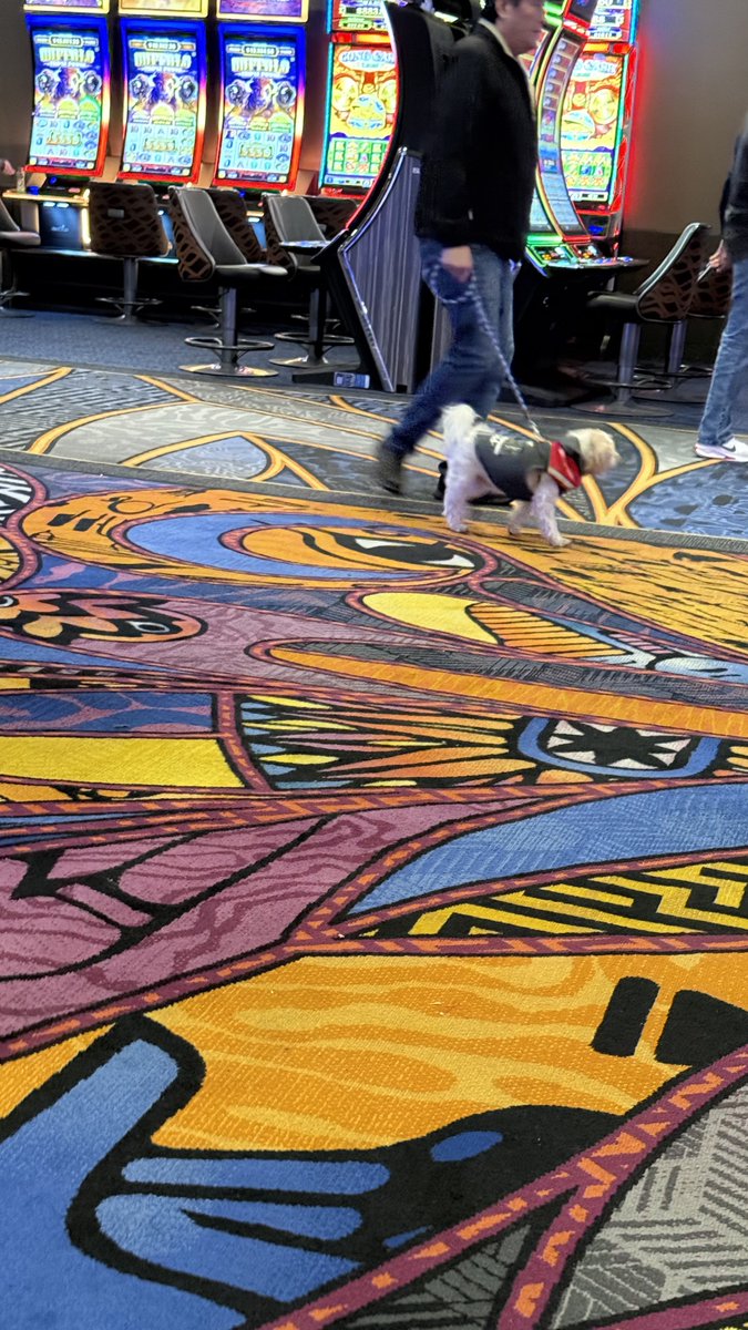 DogsofVegas's tweet image. #DogsOfVegas