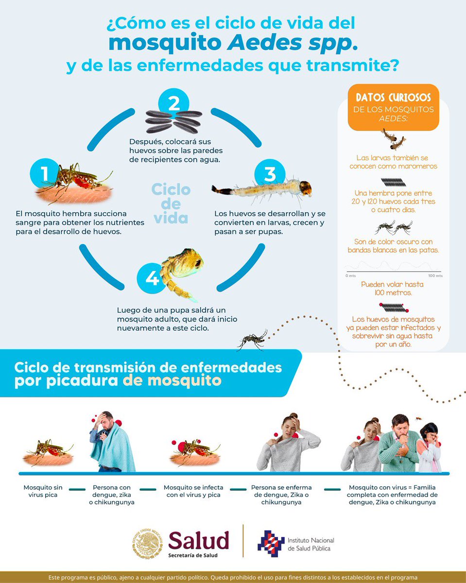 inspmx's tweet image. Este es el ciclo de vida de los mosquitos y las enfermedades que transmite por su picadura: 🦟 

Lava cualquier contenedor que pueda almacenar agua 💧 

#Mosquito #SaludPública