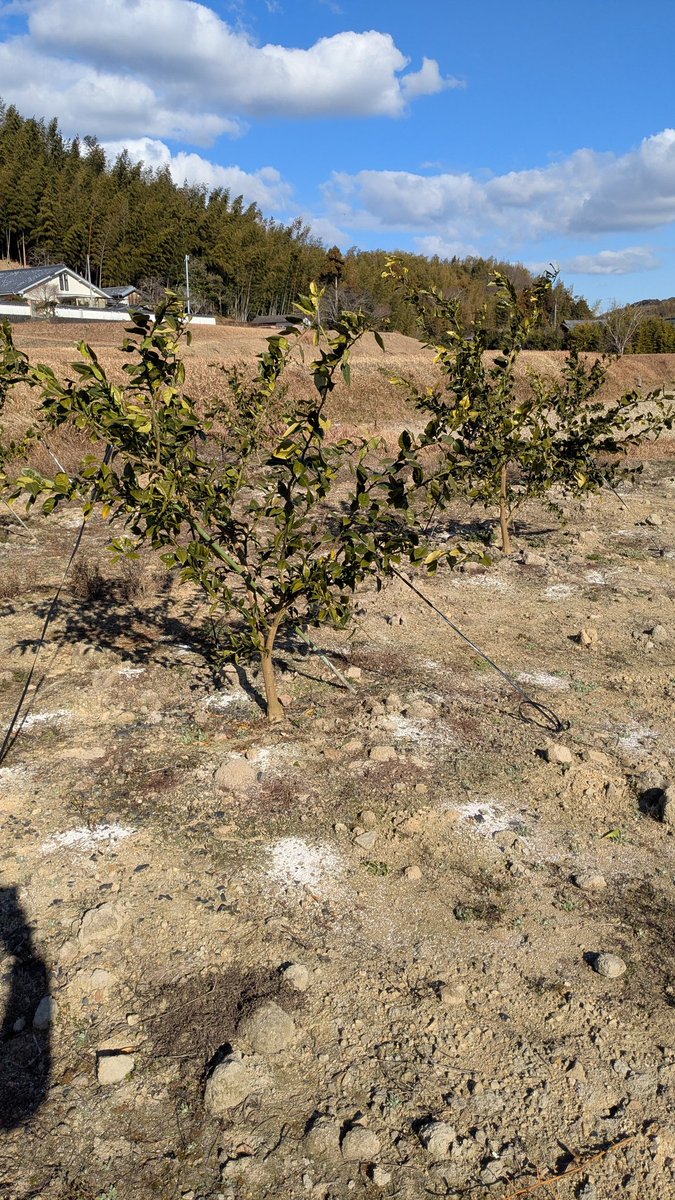 正月暇だったんで柚子誘引しました！

放置すると箒みたいに上に伸びるから誘引必須だと思った！