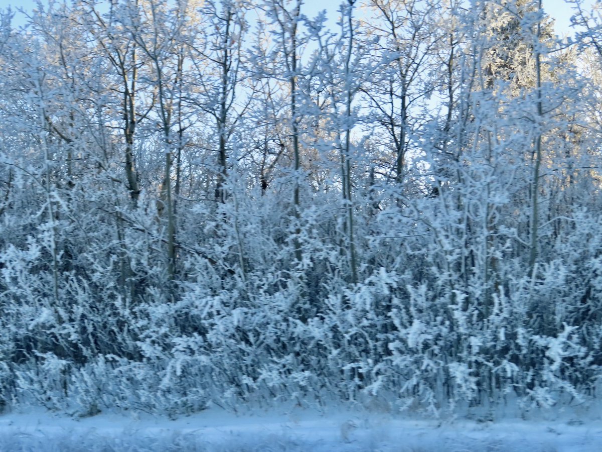 hapandcarol's tweet photo. #HAPPINESS is enjoying the beautiful trees that have been decorated by the hoar frost turning the trees into a fairyland. #hoarfrost #fairyland #naturespaintbrush #wintertrees #winnterscenes https://t.co/gCxOH2H3Mn