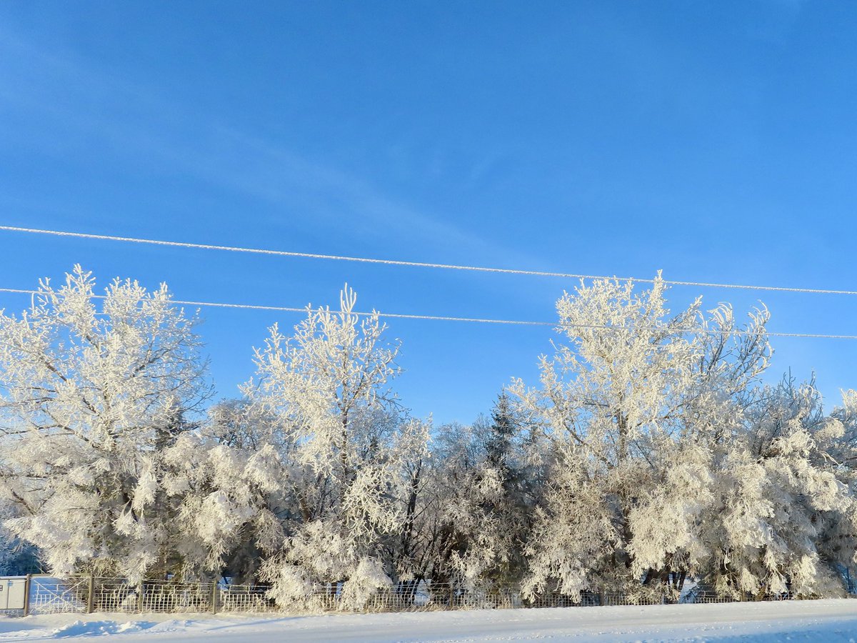 hapandcarol's tweet photo. #HAPPINESS is enjoying the beautiful trees that have been decorated by the hoar frost turning the trees into a fairyland. #hoarfrost #fairyland #naturespaintbrush #wintertrees #winnterscenes https://t.co/gCxOH2H3Mn