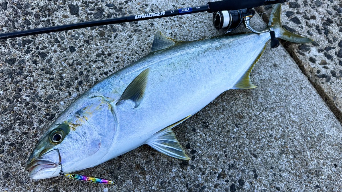 新年あけましておめでとうフィッシングは、この季節恒例のSLS！正真正銘2026年1本目の魚は真っ赤なめで鯛！しかもそこそこサイズのヒラマサくんもまだいらっしゃる...！
赤青揃った釣り初めでした🎣
今年も頑張るｿﾞｲ‼︎‼︎