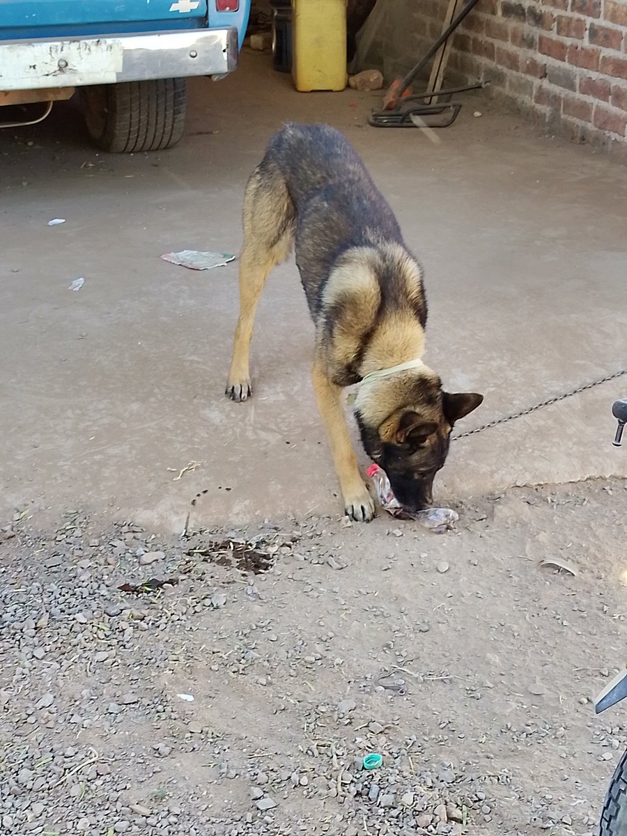 derieri77's tweet image. Me encontré un perro tomando coca