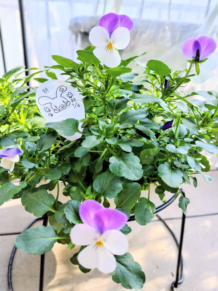 🌿💜🌿✨

秋口にはじめたお花の寄植え、植え付けてしばらく花が咲かなくなってしまい…しばらく寂しかったのですが
この度やっと咲いてきました！ヤッター!
肥料が合わなかったのかもしれないね。これからは気をつけるね。

本当は４色咲くはずなので…今後に期待！

おはようございます☀